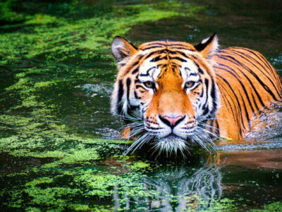 Bardiya National Park Safari; Bengal Tiger