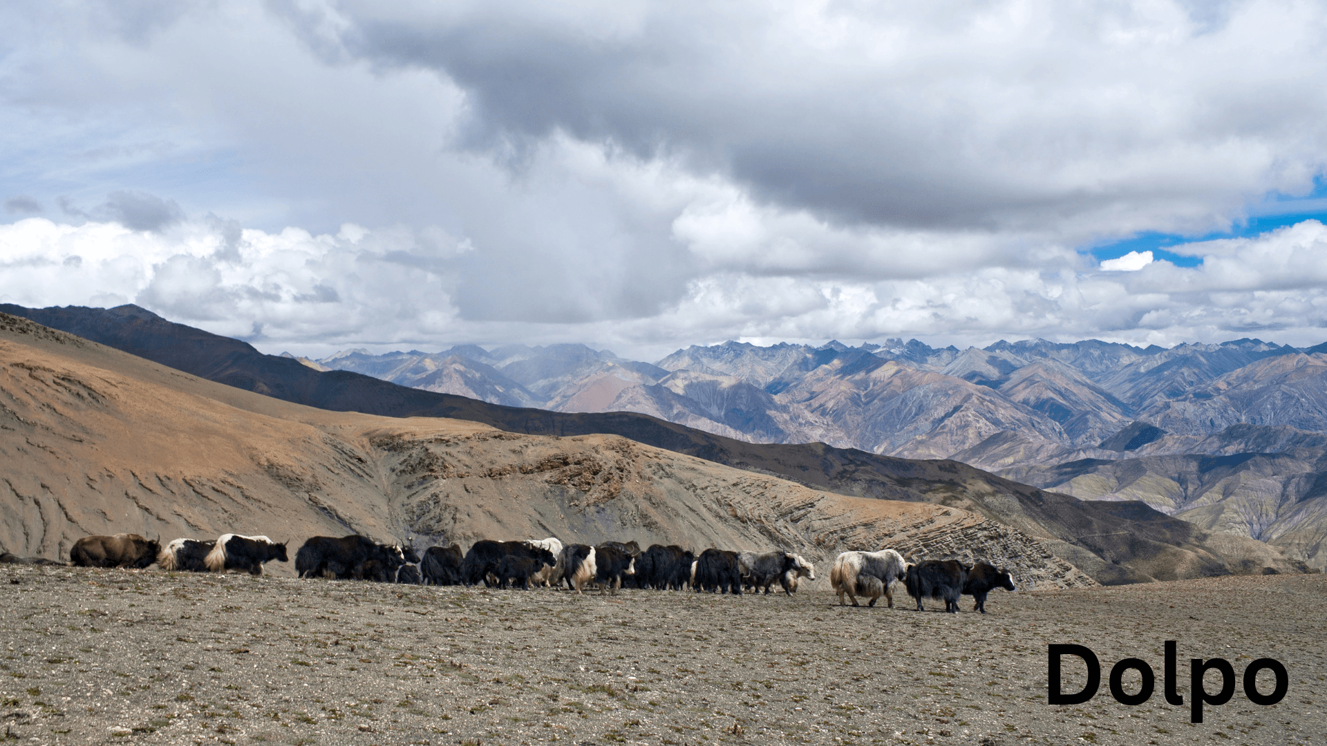 Yak-in-Dolpo